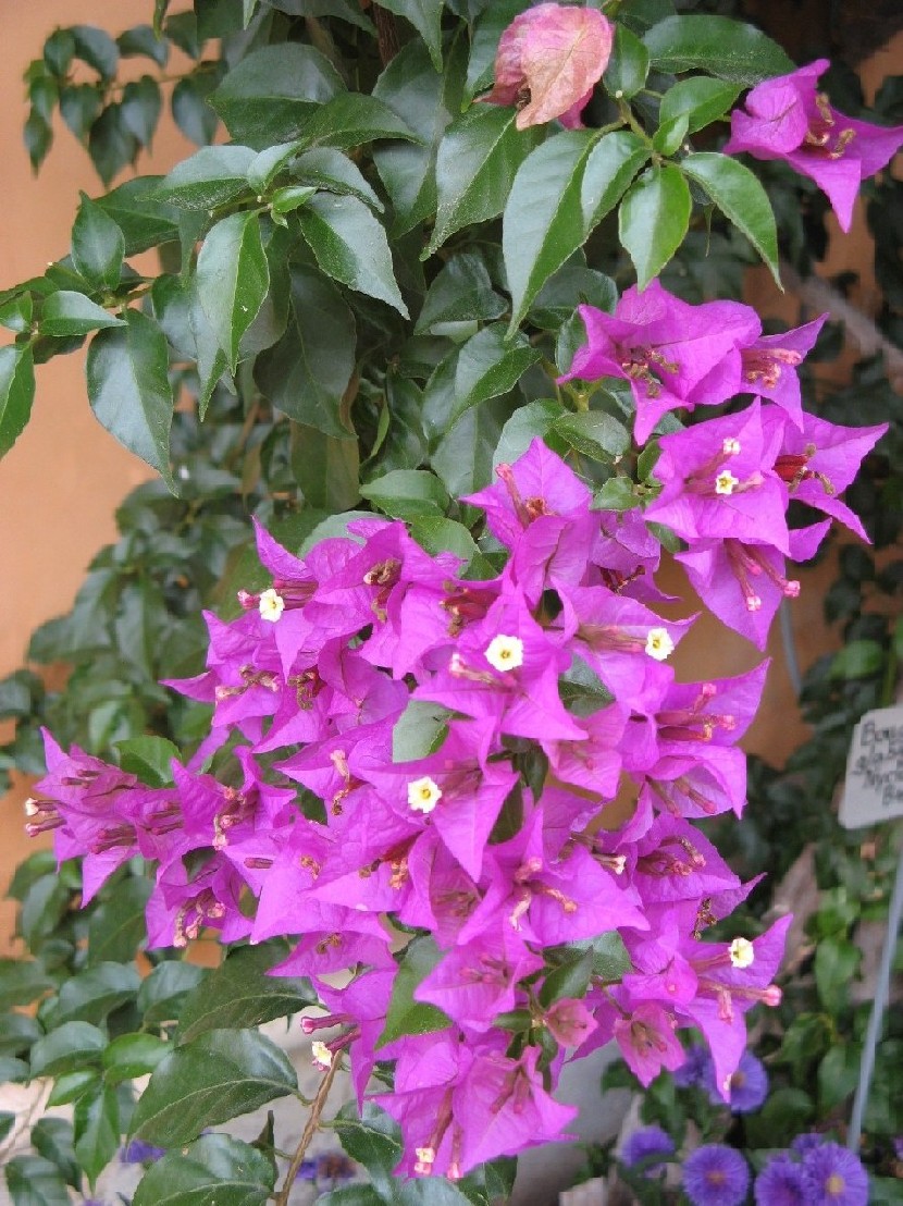 orto botanico (padova)